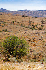Desert near Silverton